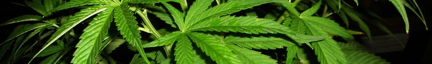 Dope Smokers | The Marijuana – Cannabis Connection