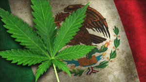 Mexico Declares Marijuana Use a Fundamental Human Right