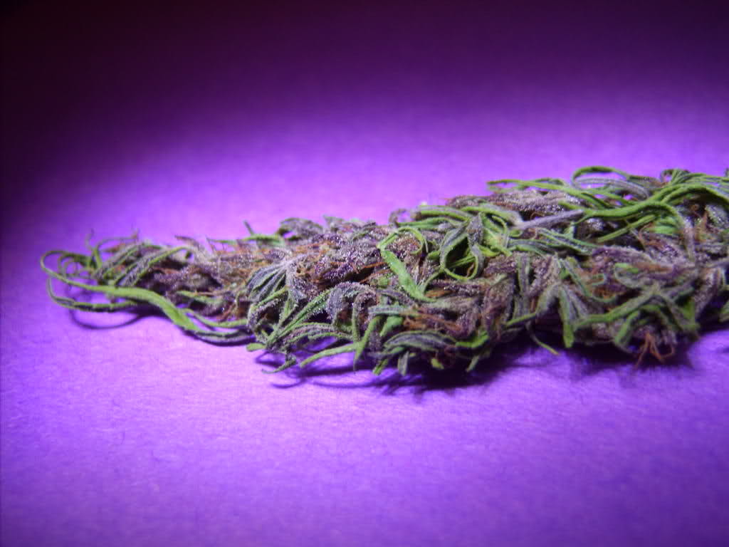 Purple Marijuana Strain